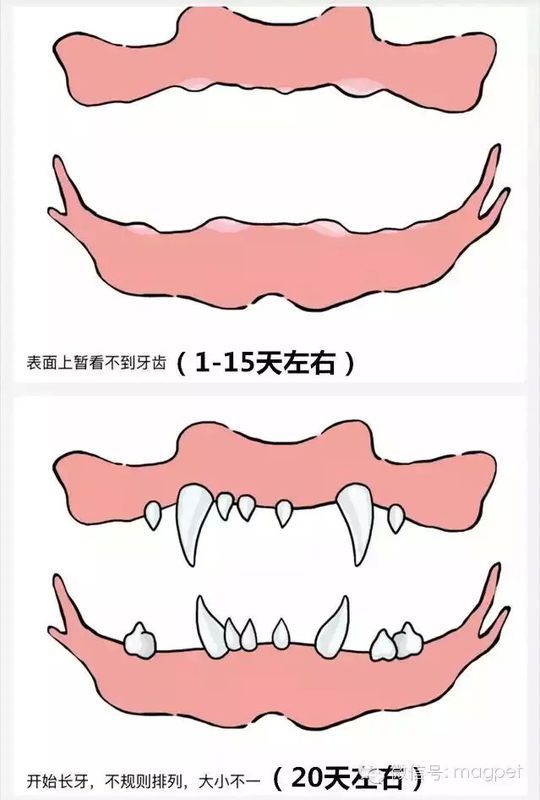 小狗的牙齿成长之路，几个月长牙齿的奥秘